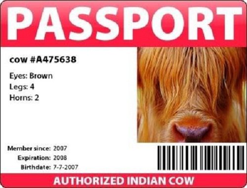 بطاقة تعريف لبقرة 