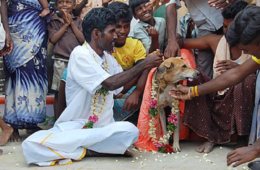 رجل هندي يتزوج من كلب
