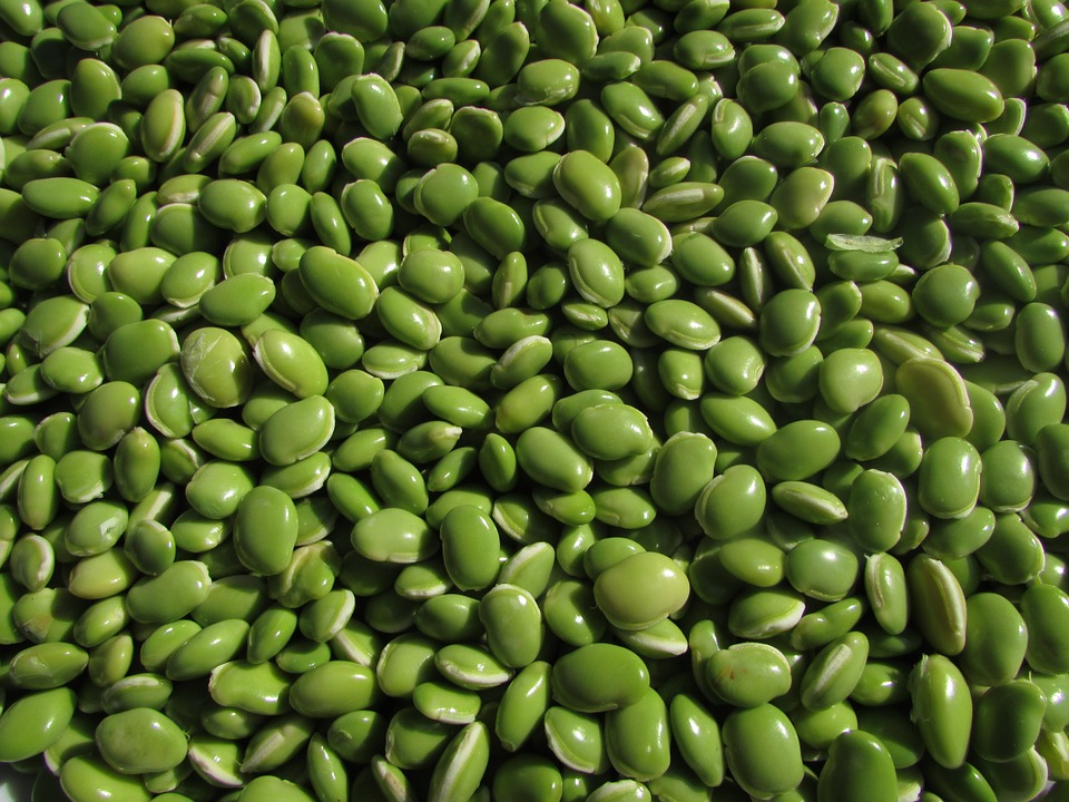 الفاصولياء