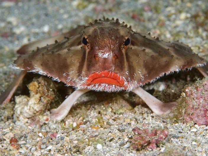 سمكة الخفاش ذات الشفاه الحمراء